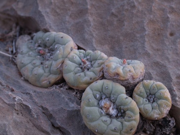 Lophophora fricii, Rancho Penjamo VZD 848, фото Зденек Вашко