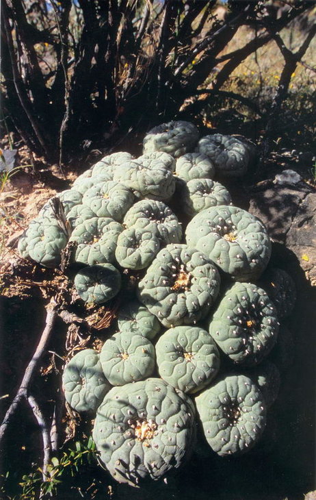 Lophophora fricii, Sierra Zavaleta, фото Bohata/Snicer/Mysak
