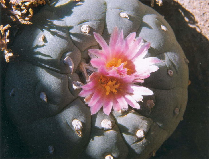 Lophophora fricii, Sierra Zavaleta, фото Bohata/Snicer/Mysak