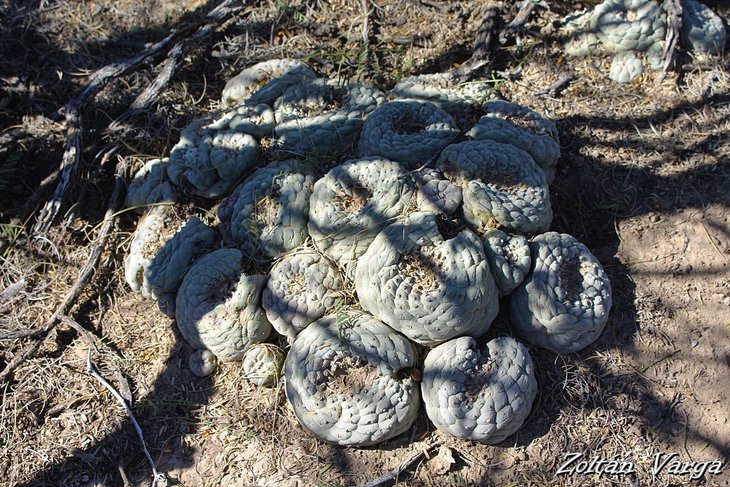 Lophophora fricii, El Amparo, фото Zoltán Varga