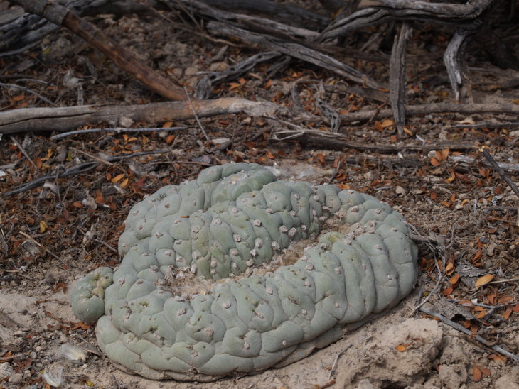 Lophophora fricii, NW of Minchaca VZD1525, фото Zdenek Vasko