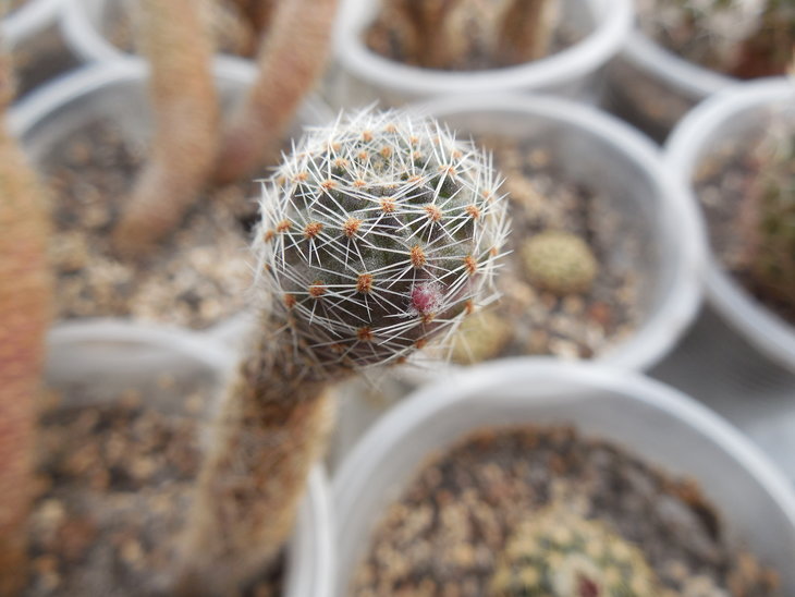 Lobivia pygmaea v. mudanensis.JPG