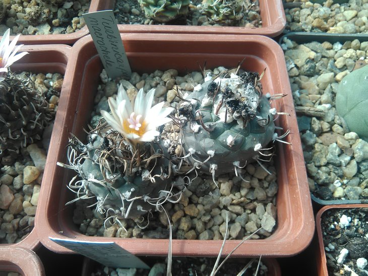 T. macrochele