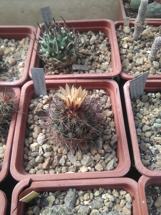 Gymnocactus aguirreanus