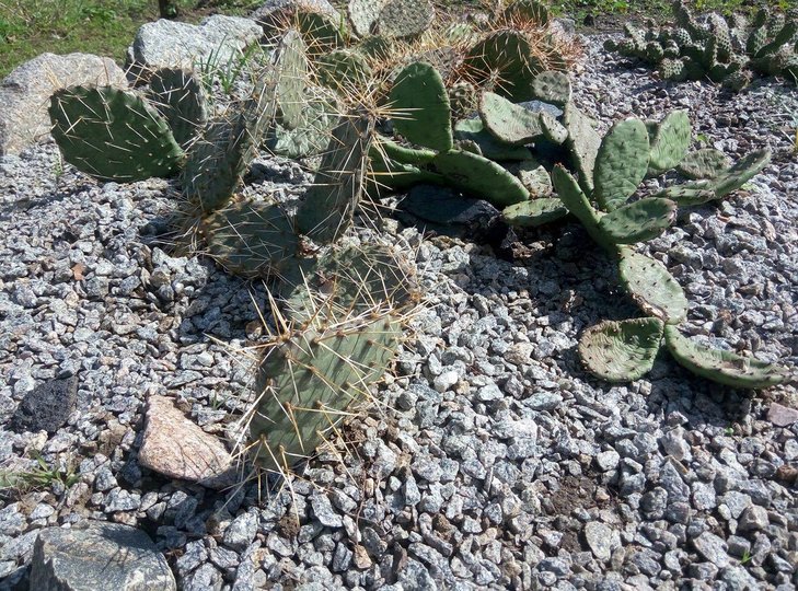 Opuntia macrorhiza hybr. and Opuntia humifusa