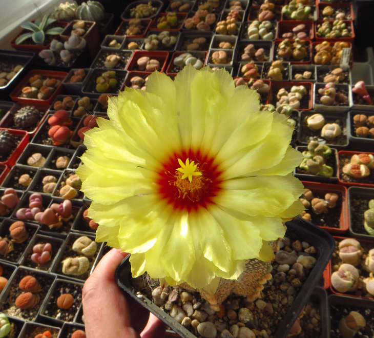 Astrophytum гибр.