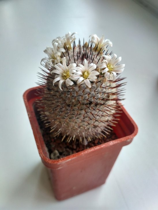 Mammillaria perezdelarosae