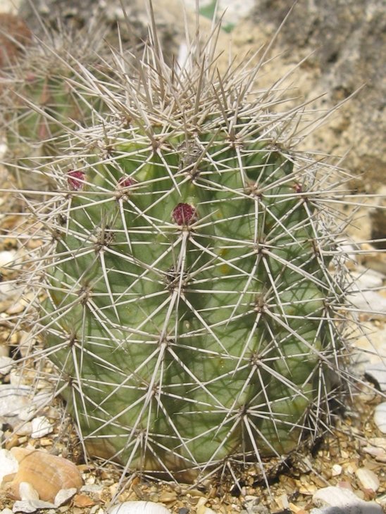 coccineus.JPG