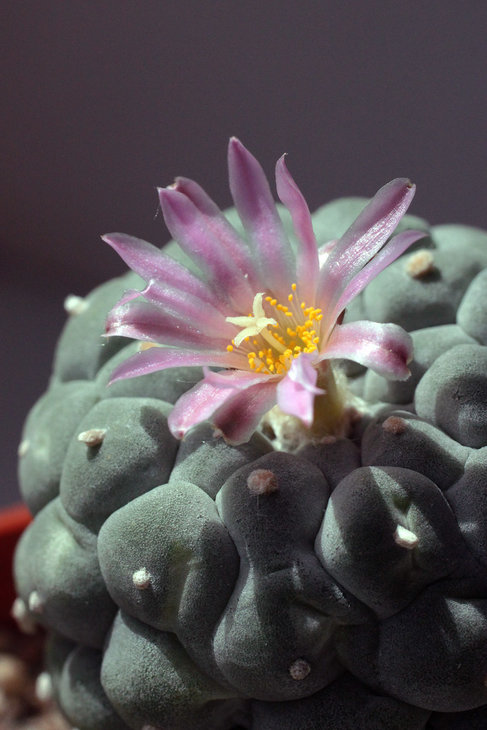 Lophophora fricii
