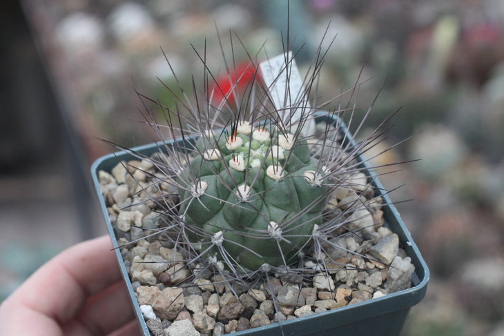 Weingartia westii LH667 Potosi, Bolivia (Pavlicek 5810.50)