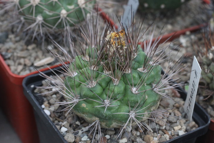 Weingartia lecoriensis