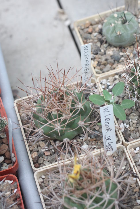 Weingartia lecoriensis JK 465