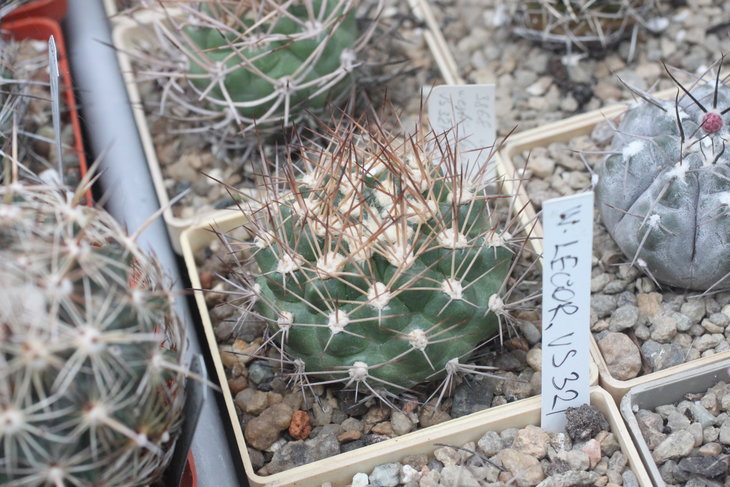Weingartia westii 'lecoriensis' VS 321, Padcoyo, Bolivia (SuccSeed 2009 S-3868)