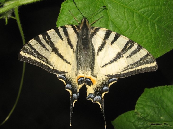 butterfly1.JPG