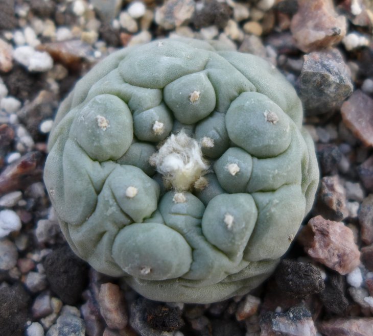 L.fricii decipiense San Pedro de Las Colonias, Coah.    Habermann , Kupcak (1)