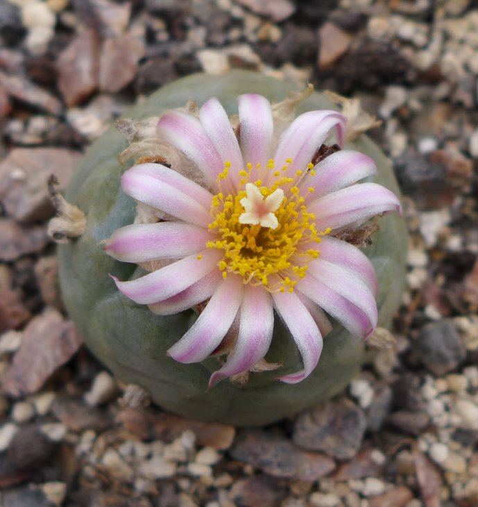 L.kohresii Encarnacion SLP   Kohres