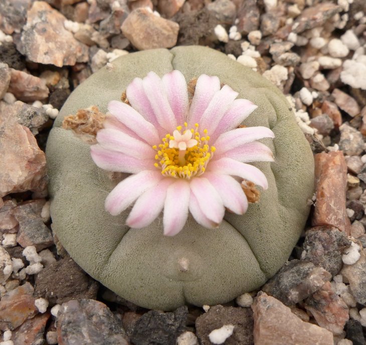 L.williamsii Parras,Co  от Kohres