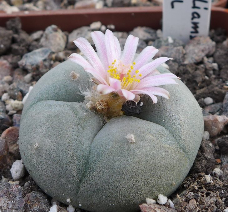 L.williamsii La Popa, NL