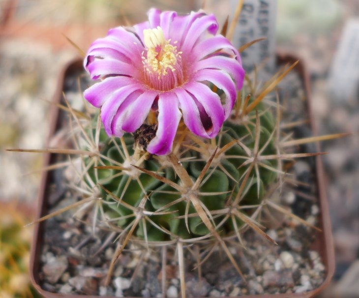 Echinofosullocactus caespitosus NAGL85-009 Rio Tula, Zimapan (2)