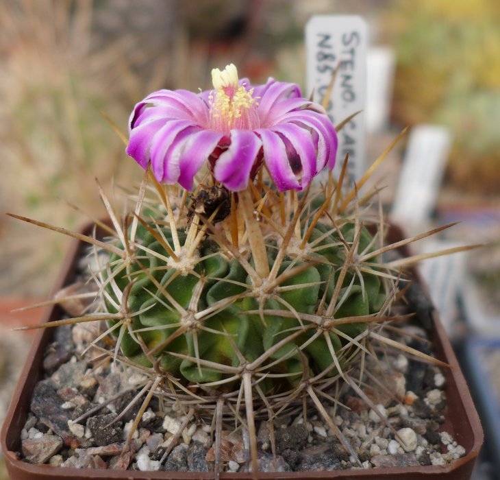 Echinofosullocactus caespitosus NAGL85-009 Rio Tula, Zimapan (2)