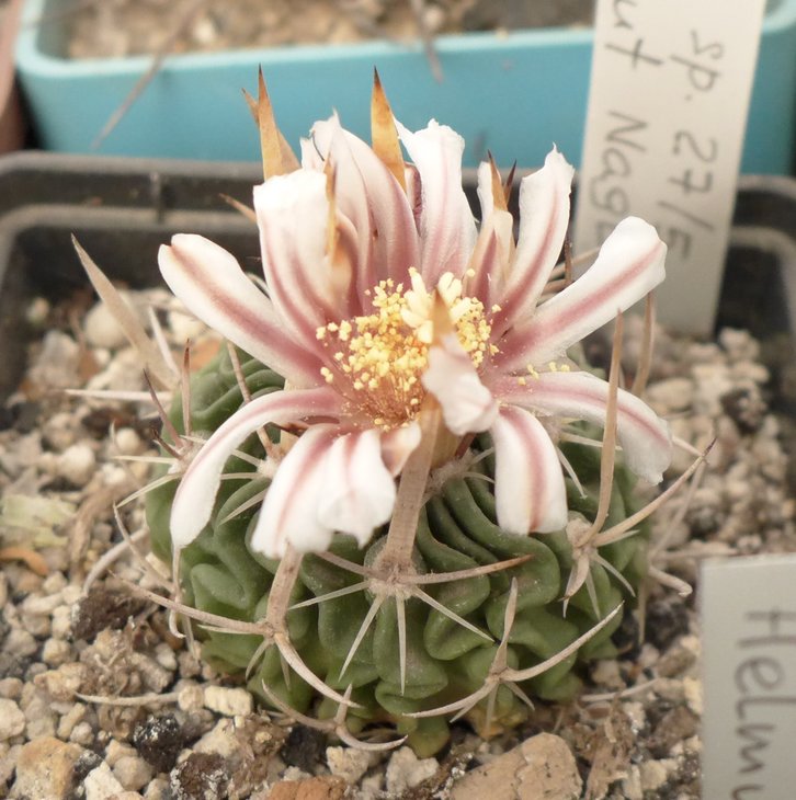 Echinofossullocactus NAGL27-5 coll. Helmut Nagl