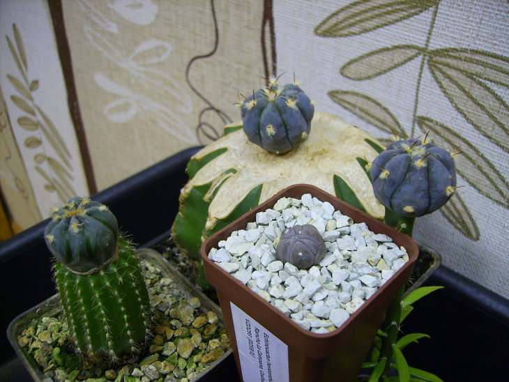 PICT0214.JPG