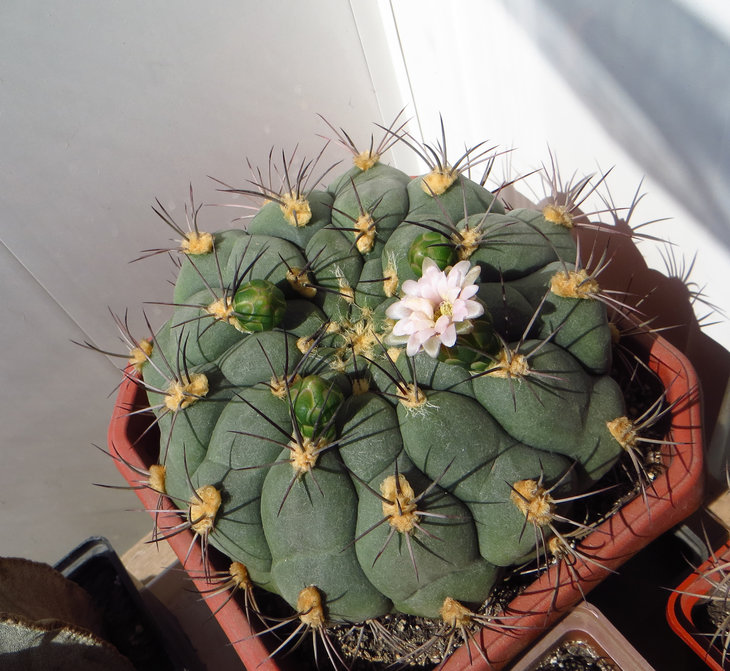 Gymnocalycium saglionis
