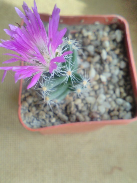 Trichodiadema densum