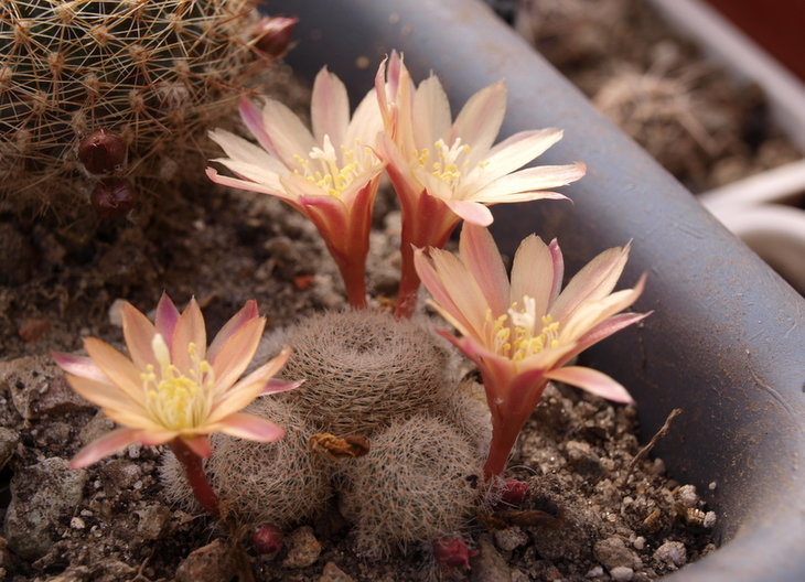 Aylostera cv. &quot;Sunrise&quot;