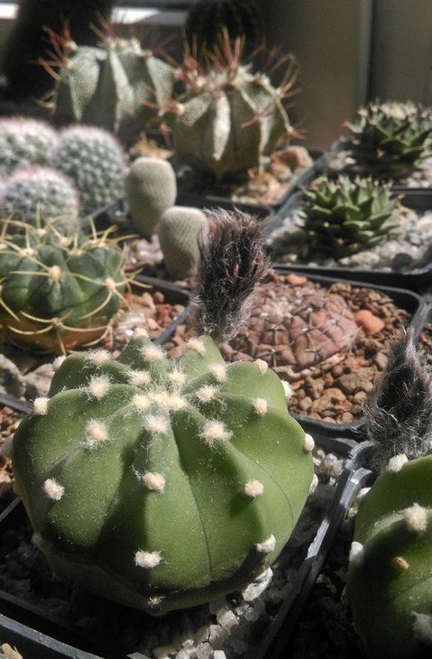 Echinopsis_subdenudata_2017 (1).jpg