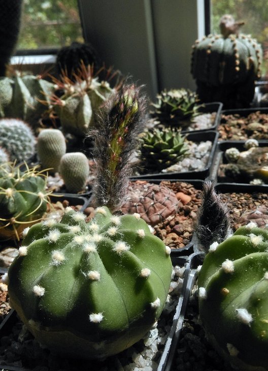 Echinopsis_subdenudata_2017 (3).jpg