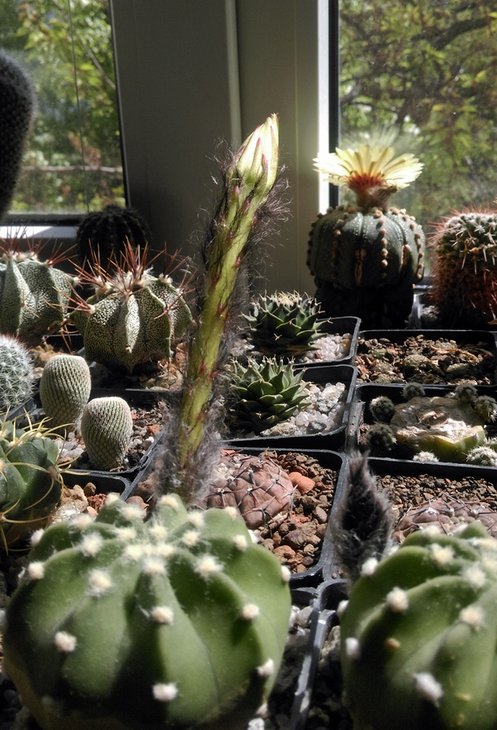 Echinopsis_subdenudata_2017 (4).jpg