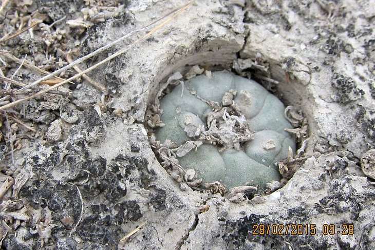 Lophophora koehresii M162 (between Tula and Las Tablas), фото Honza Provaz