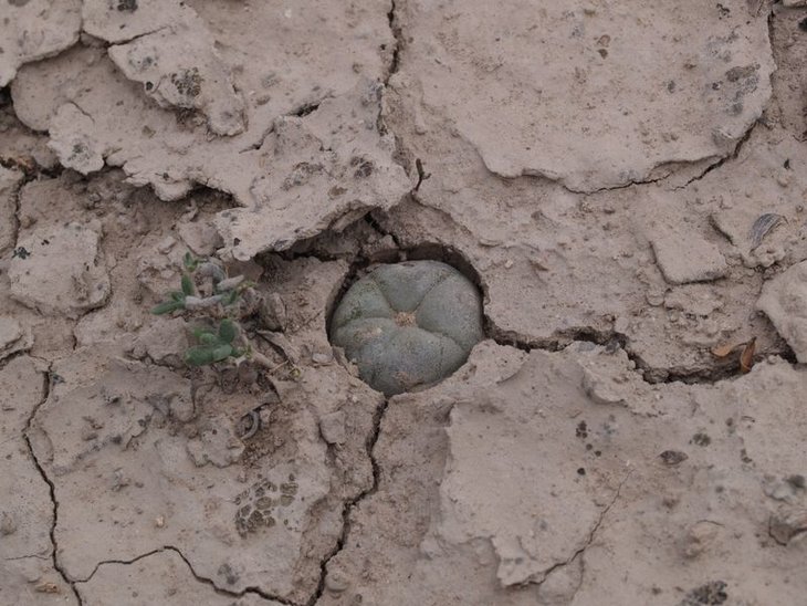 Lophophora alberto-vojtechii, Parida, SLP (VZD 1160)