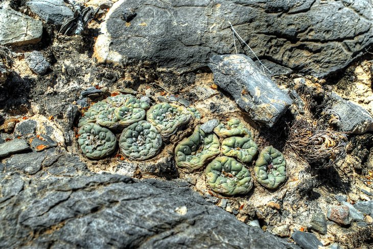 Lophophora fricii, La Fe, фото Javier Castañón