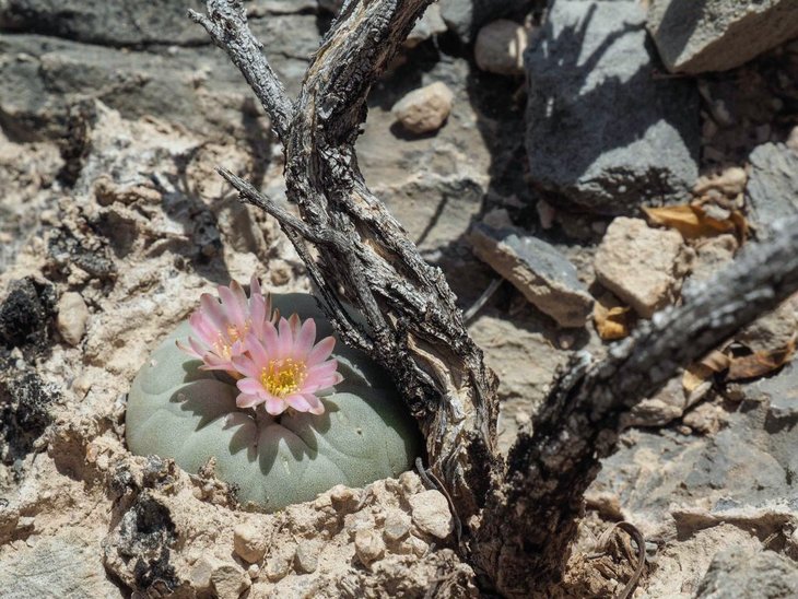 Lophophora fricii SE of Viesca, Coahuila, фото Vlastimil Lukeš