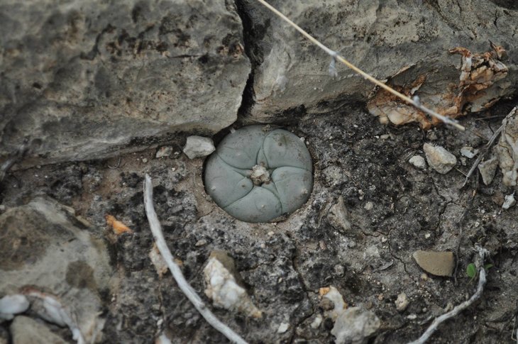 Lophophora williamsii, фото Ha'i Jikuri