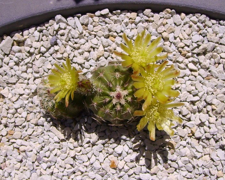 Echinocereus viridiflorus spinosior (2).JPG