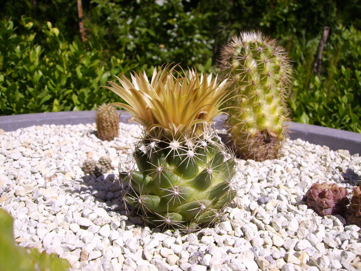 Escobaria missouriensis (1).JPG