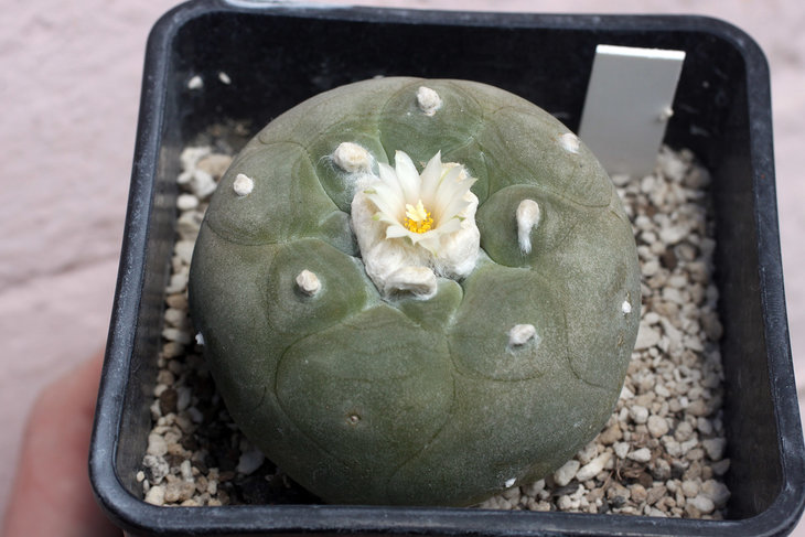 Lophophora diffusa, диаметр растения - 7,5 см