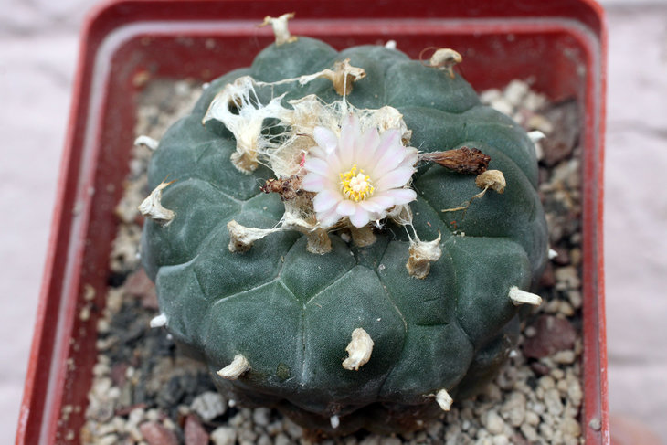 Lophophora williamsii, Jim Hogg Co., Texas