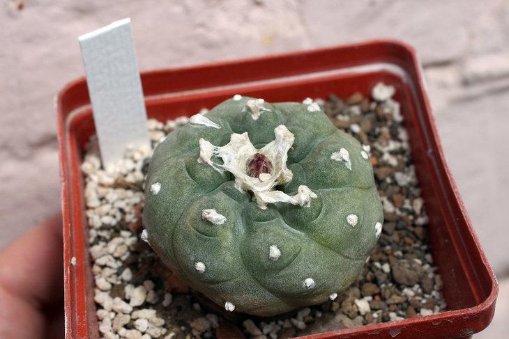 Бутон на Lophophora jourdaniana (генотип со светлыми тычиночными нитями)
