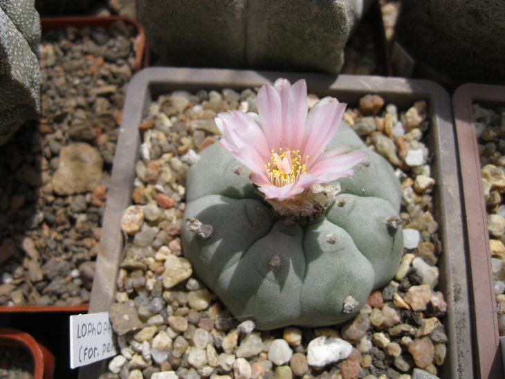 От Червинко 6-7 лет тому назад как Lophophora williamsii var pentagona.