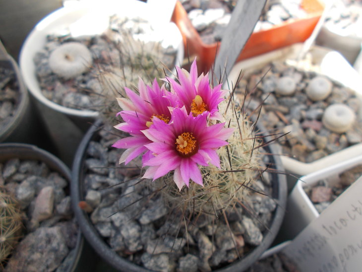 Gymnocactus subterraneus.JPG