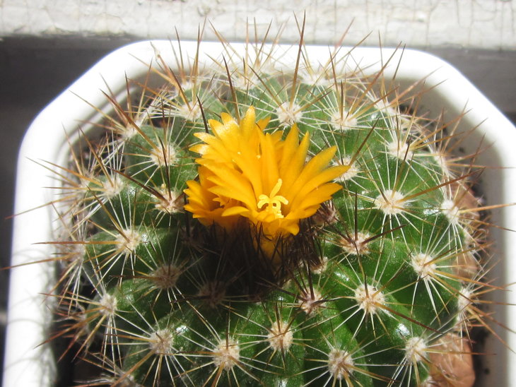 Notocactus apricus