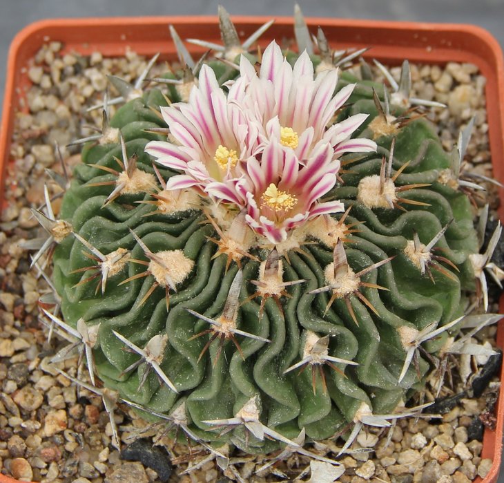 Echinofossulocactus kellerianus
