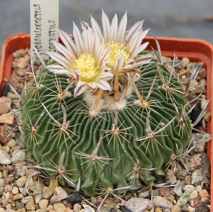 Echinofossulocactus multicostatus от Червинко
