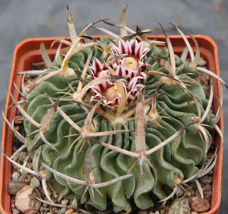 Echinofossulocactus crispatus gladiatus PAR132