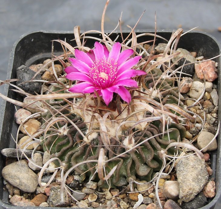 Echinofossulocactus aff.dichroacantus L1564