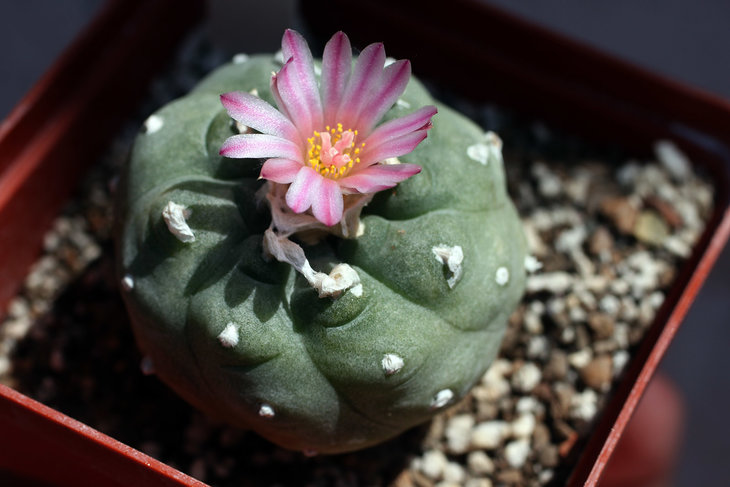 Lophophora jourdaniana